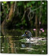 Goldeneye Acrylic Print