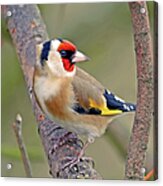 Goldfinch Acrylic Print