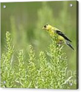 Goldfinch Lookout Acrylic Print