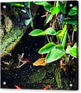 Goldfish In Pond Acrylic Print