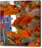 Goldfish Photo Iphone Case Acrylic Print