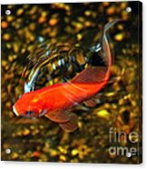 Goldfish Swimming Acrylic Print