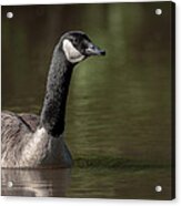 Goose On Pond Acrylic Print