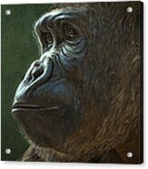 Gorilla Acrylic Print