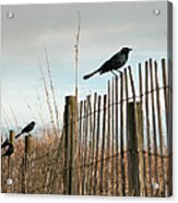 Grackles On A Fence. Acrylic Print