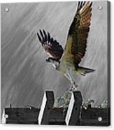 Grand Ole Osprey Acrylic Print