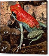 Granular Poison Dart Frog Costa Rica Acrylic Print