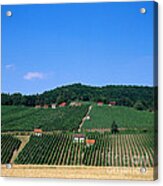 Grape Plantation, Franconia, Germany Acrylic Print