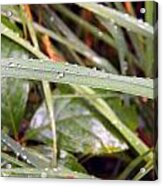 Grass Blade And Droplets Acrylic Print