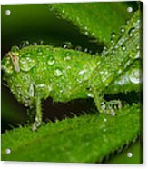 Grass Hopper In The Rain Acrylic Print