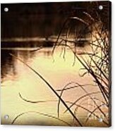 Grasses Over Lake Acrylic Print