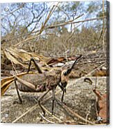 Grasshopper In Woodland Gorongosa Acrylic Print