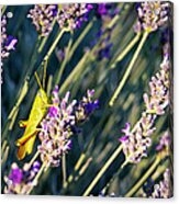 Grasshopper On Lavender Acrylic Print