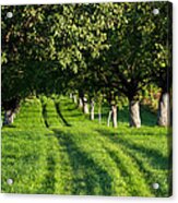 Grassy Street Through Alley Acrylic Print