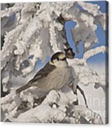 Gray Jay Acrylic Print