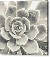 Gray Succulent Acrylic Print