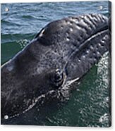 Gray Whale Calf San Ignacio Lagoon Acrylic Print
