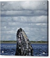 Gray Whale Spy-hopping Baja California Acrylic Print