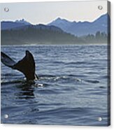 Gray Whale Tail Clayoquot Sound Canada Acrylic Print