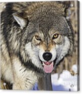 Gray Wolf, Canis Lupus Acrylic Print