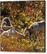 Gray Wolves On Dall Ram Kill Acrylic Print