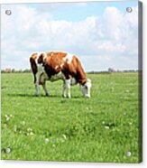 Grazing Cow Acrylic Print