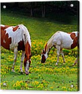 Grazing Horses 001 Acrylic Print