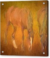 Grazing Horses Acrylic Print