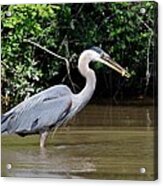 Great Blue Heron 2 Acrylic Print