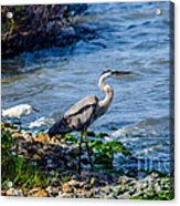 Great Blue Heron And Snowy Egret At Dinner Time Acrylic Print