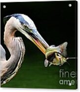 Great Blue Heron And The Catfish Acrylic Print