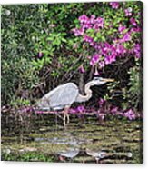 Great Blue Heron Acrylic Print