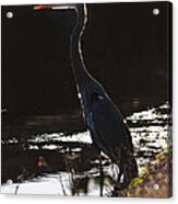Great Blue Heron Acrylic Print