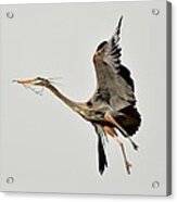 Great Blue Heron In Flight Acrylic Print