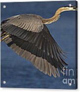 Great Blue Heron Acrylic Print