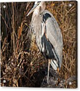 Great Blue Heron Posing Acrylic Print