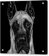 Great Dane Acrylic Print