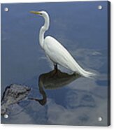Great Egret Atop American Alligator Acrylic Print