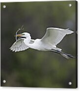 Great Egret Carrying Nesting Material Acrylic Print