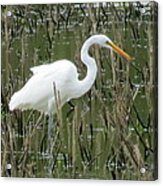 Great Egret Acrylic Print