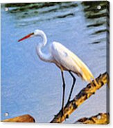 Great Egret Fishing Oil Painting Acrylic Print
