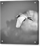 Great Egret In Flight Black And White Acrylic Print