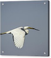 Great Egret With Intentions Acrylic Print