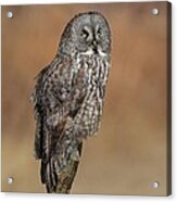 Great Gray Owl Acrylic Print