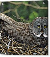 Great Gray Owl Incubating Eggs Acrylic Print