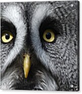 Great Grey Owl Finland Acrylic Print