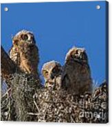 Great Horned Owl Chicks Acrylic Print