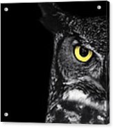 Great Horned Owl Photo Acrylic Print