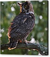 Great Horned Owl Profile Acrylic Print