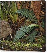 Great Spotted Kiwi Male In Rainforest Acrylic Print